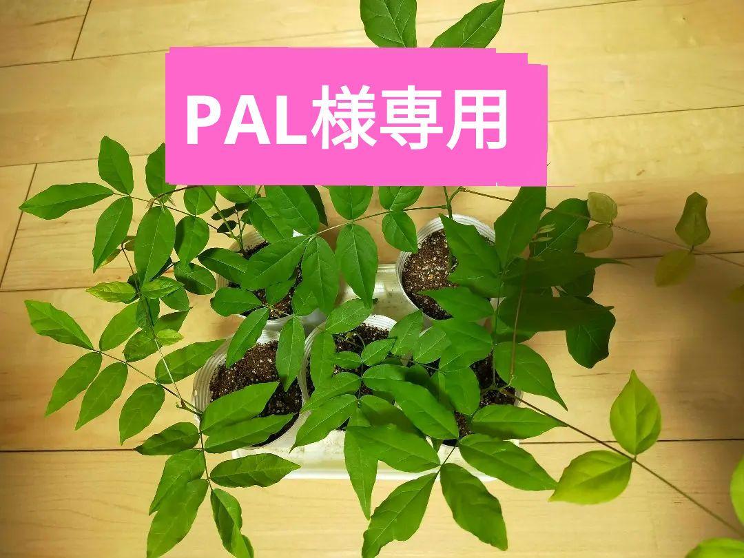 palpalpal様 リクエスト 2点 まとめ商品 palpal様 リクエスト 2点 まとめ商品