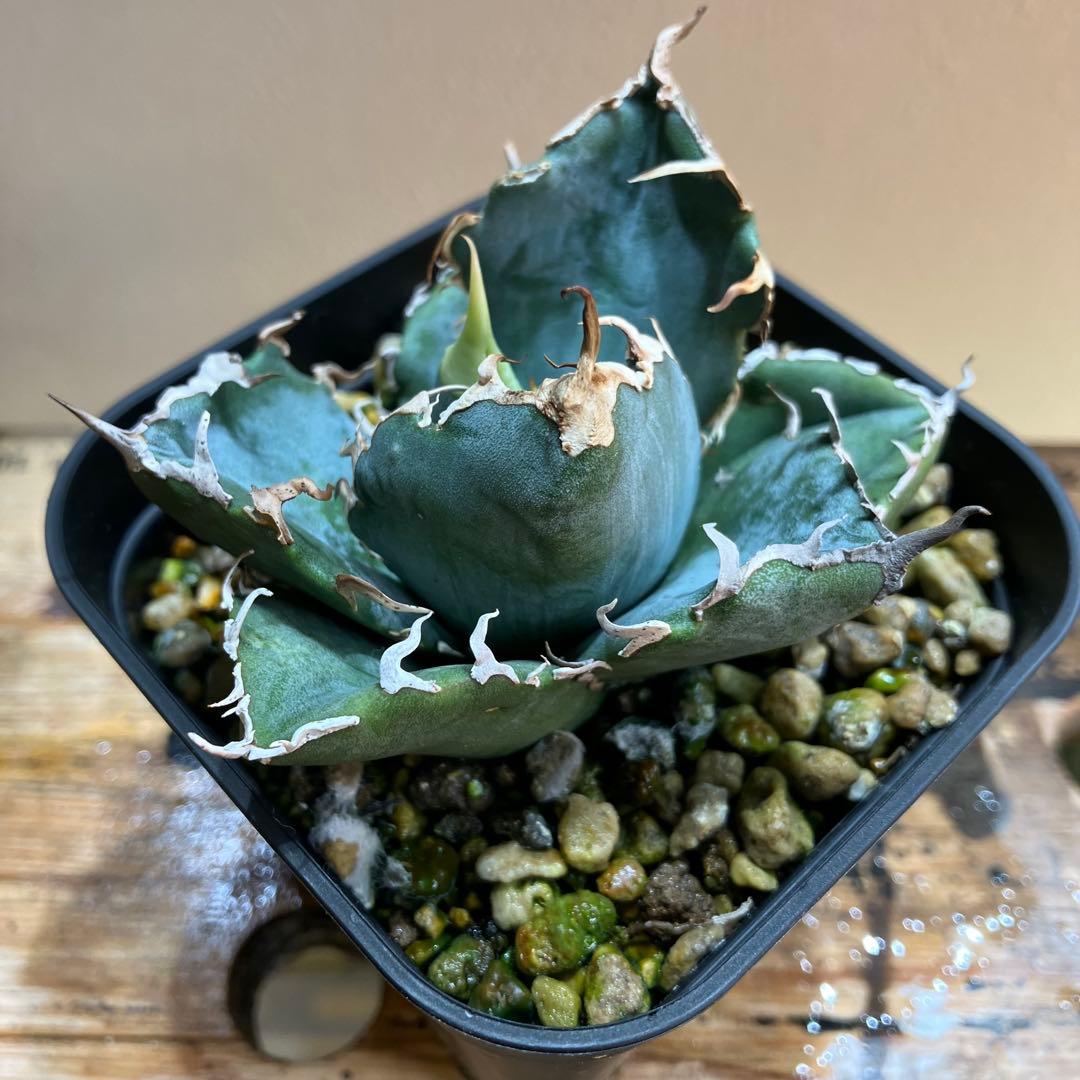 アガベ チタノタ 白鯨 （鉢ごとメルカリ便） - メルカリ