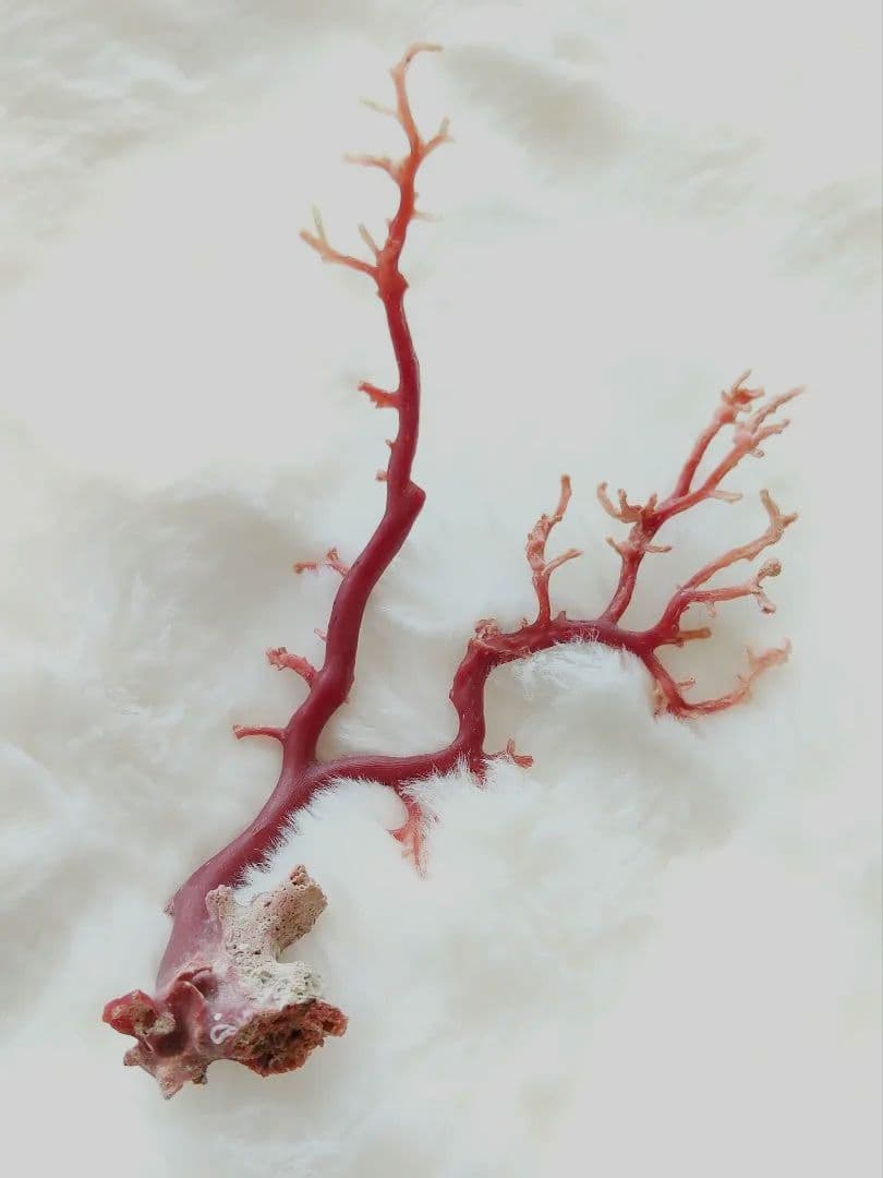 珊瑚 さんご ヴィンテージ アンティーク レトロ 日本 高知県産 土佐沖 原木やや傷や汚れあり