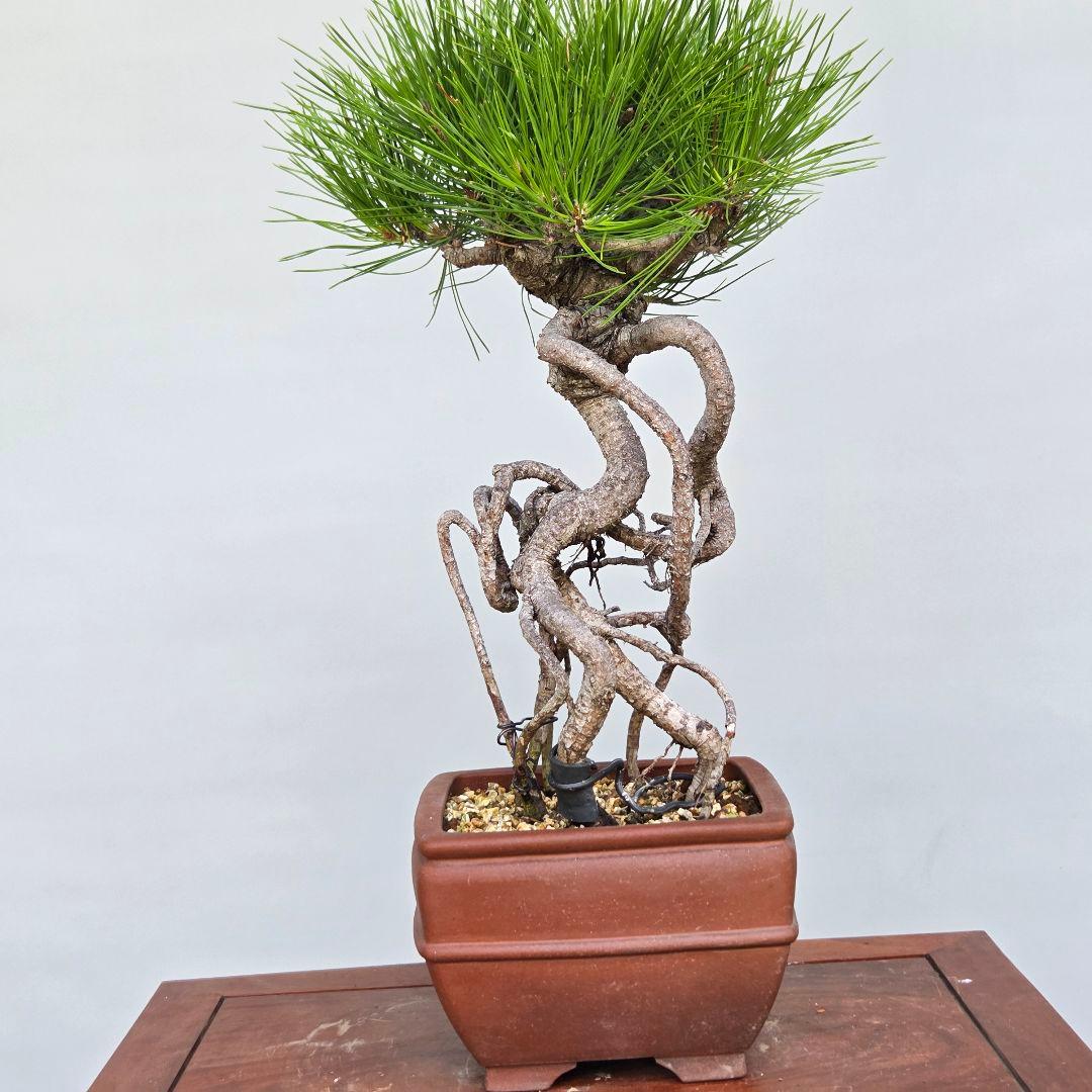黒松 根上がり 中品盆栽やや傷や汚れあり YUZUMIYA_COM