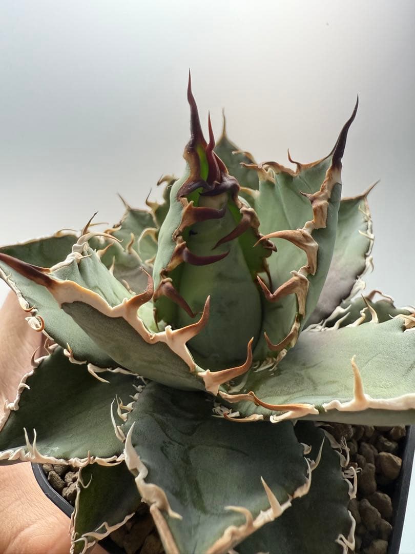 ジャギジャギ目立った傷や汚れなし