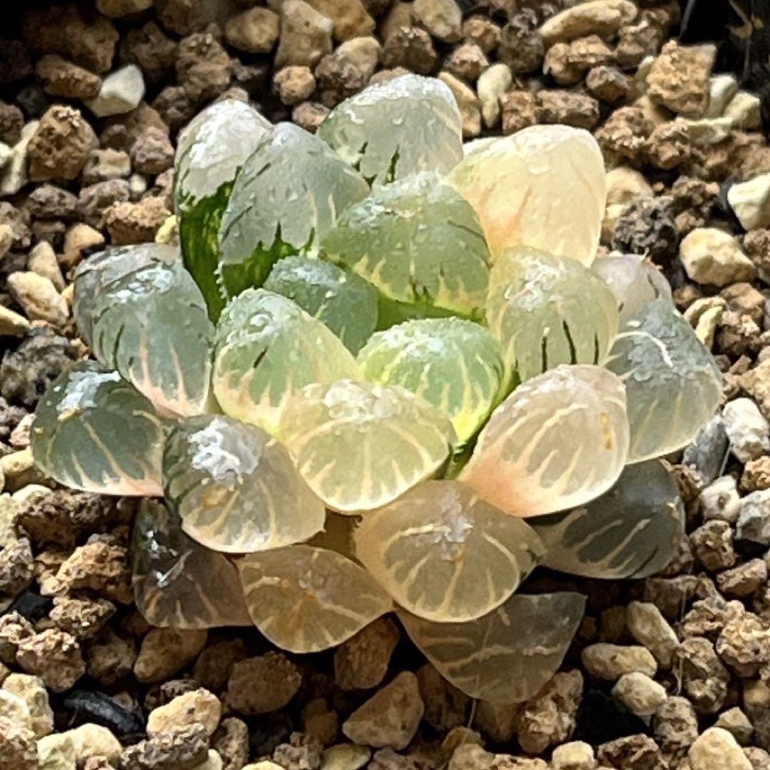 ハオルチア ドドソン紫オブツーサ錦②