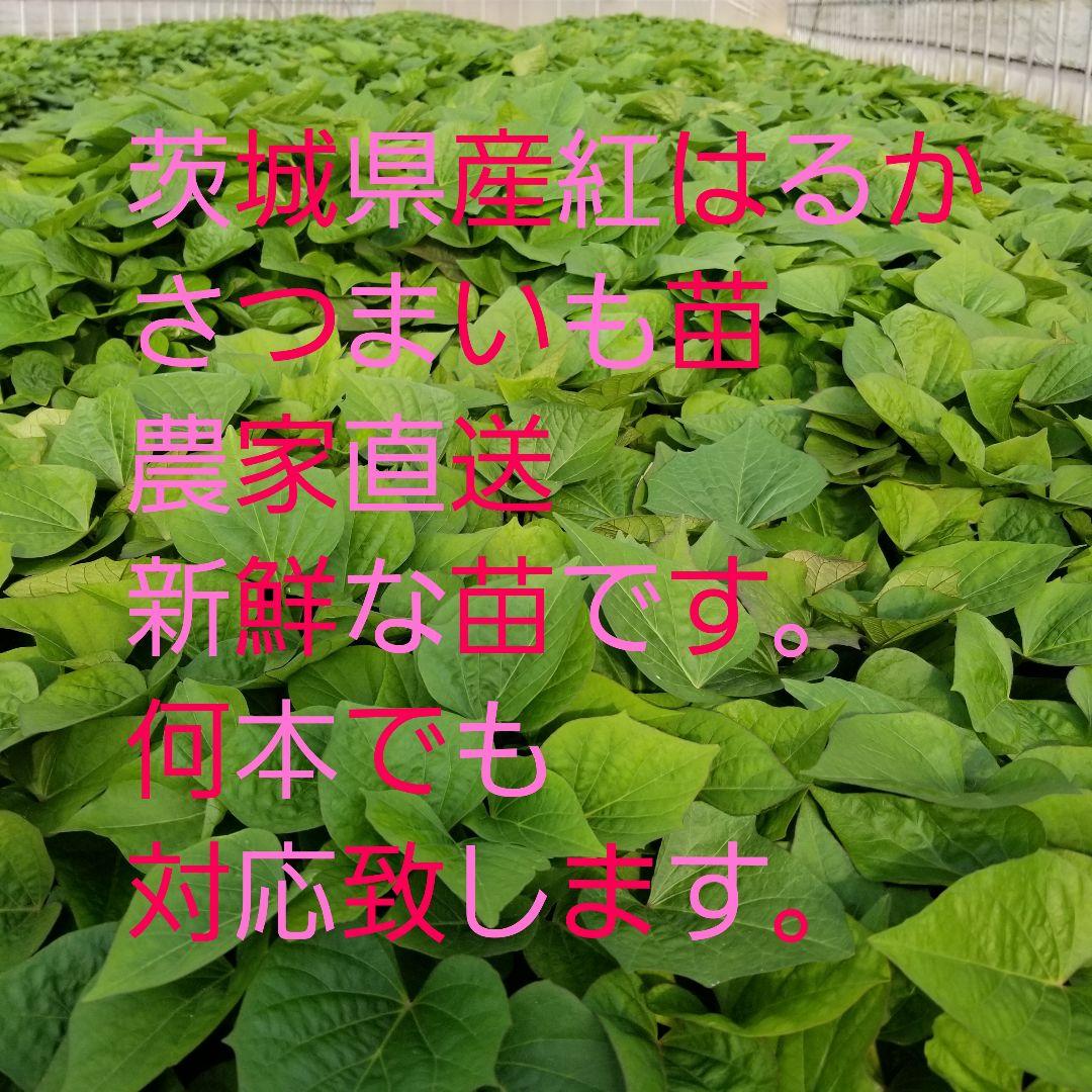 koyo様紅はるか苗400本5月下旬6月上旬より順次発送正規販売店ウイルスフリー