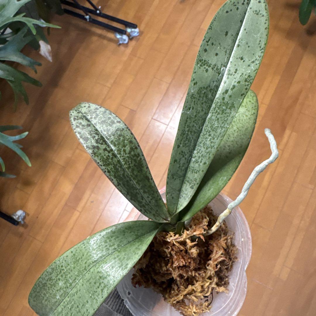 phal bronzemeiden ブロンズメイデン 蘭C