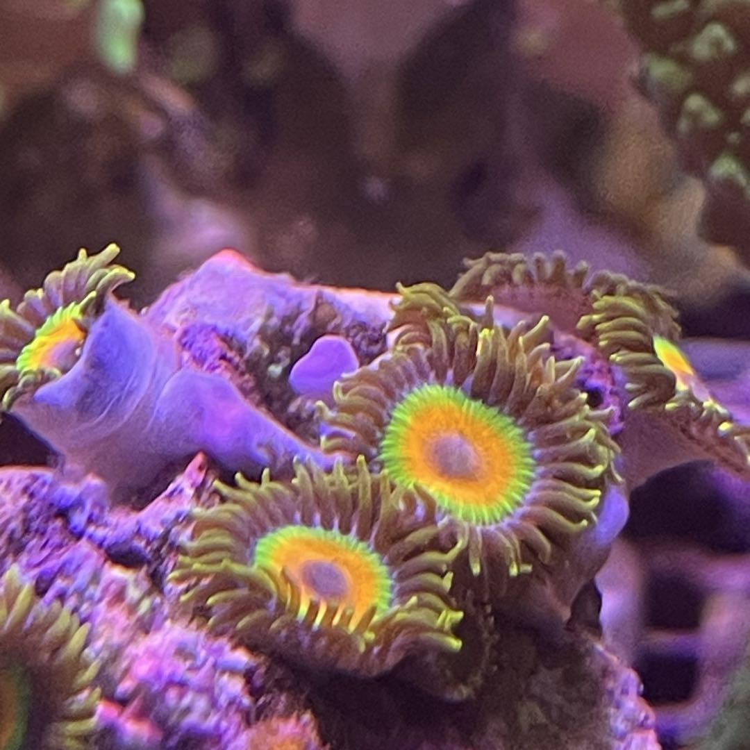 マメスナギンチャク Rasta 海水魚用品