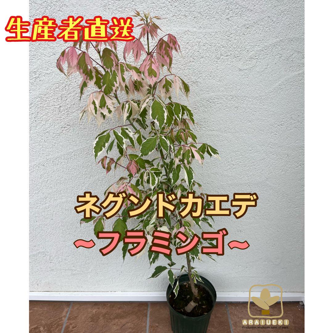 ネグンドカエデ　フラミンゴ　6号鉢