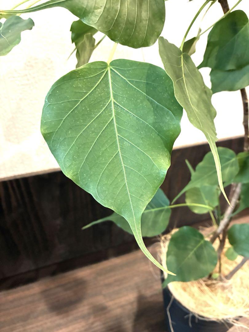 インドボダイジュ目立った傷や汚れなし