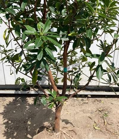 激安単価で《現品》イチゴの木(ストロベリーツリー)樹高1.4m(根鉢