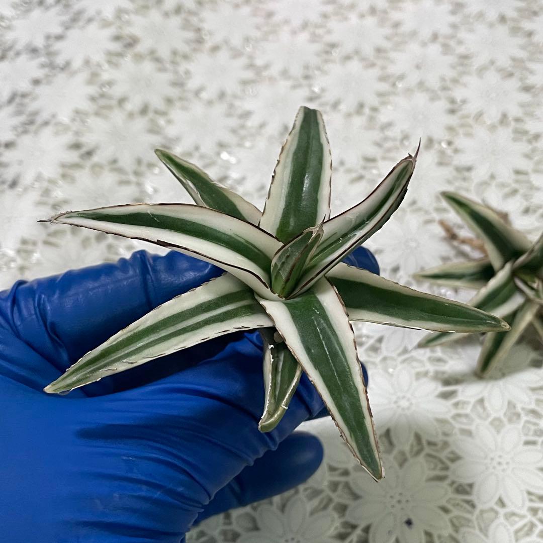 多肉植物アガベ 氷山 小株 2株同梱 発根済目立った傷や汚れなし YUZUMIYA_COM