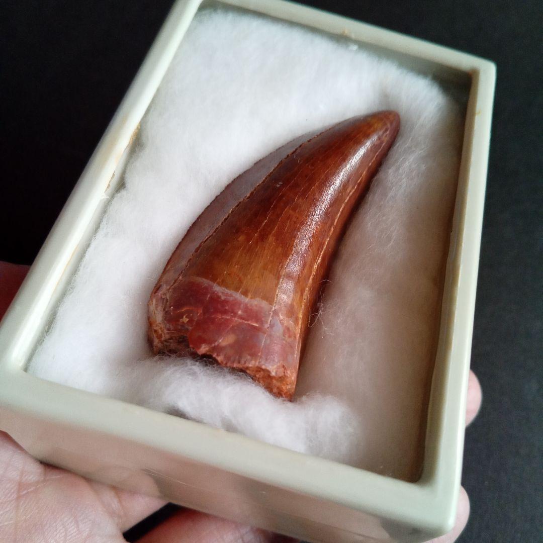 歯化石　恐竜　アフリカ獣脚類　極美麗