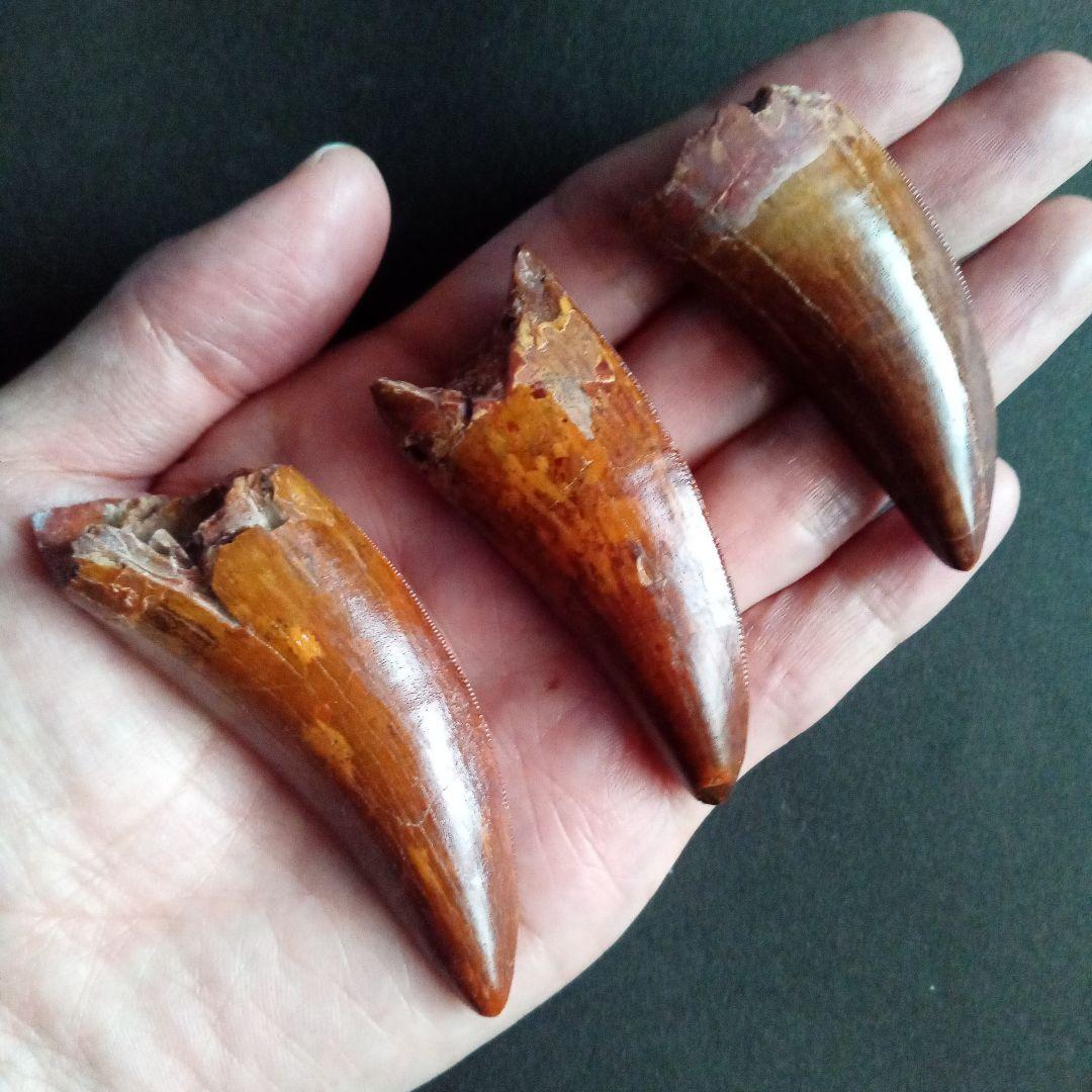 歯化石　恐竜　アフリカ獣脚類　極美麗