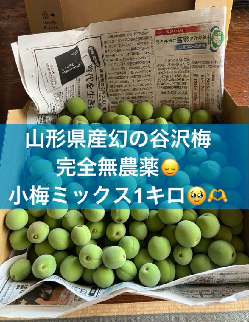 産地直送 山形県産 幻の谷沢梅 1キロ 青梅 カリカリ梅 完全無
