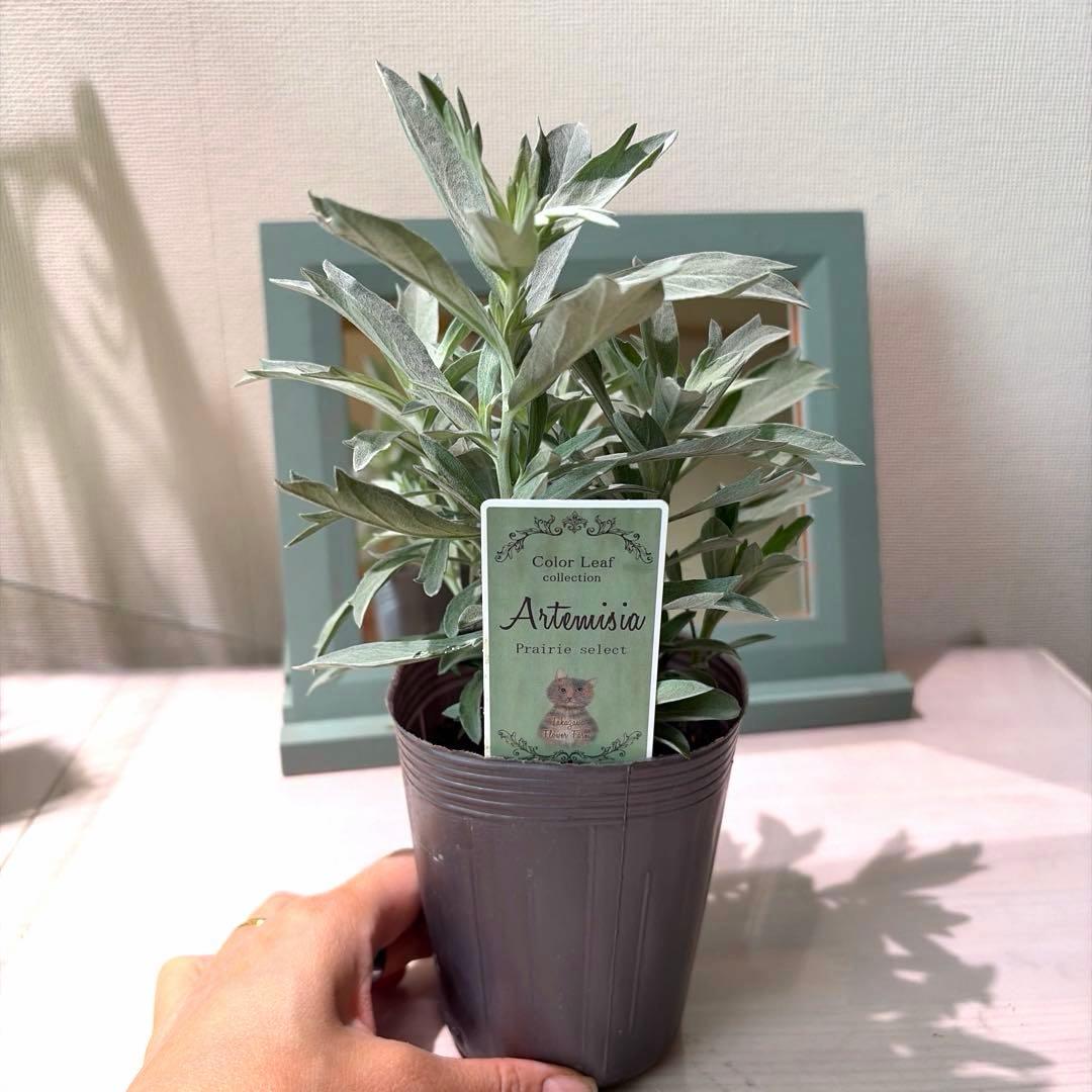 栄養系　アルテミシア　プレーリーセレクト　ロングポット苗《10/9》