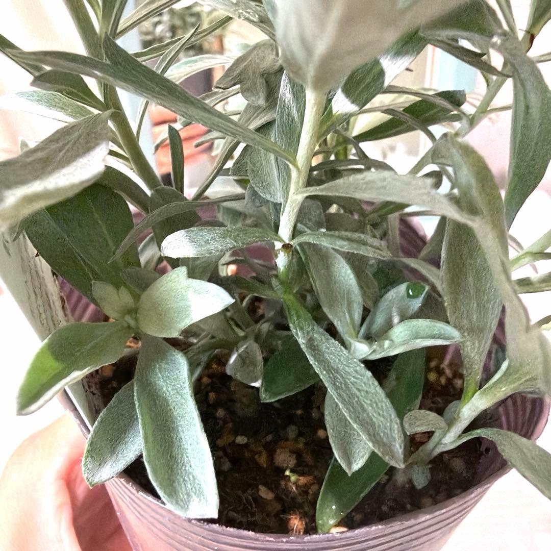 栄養系　アルテミシア　プレーリーセレクト　ロングポット苗《10/9》