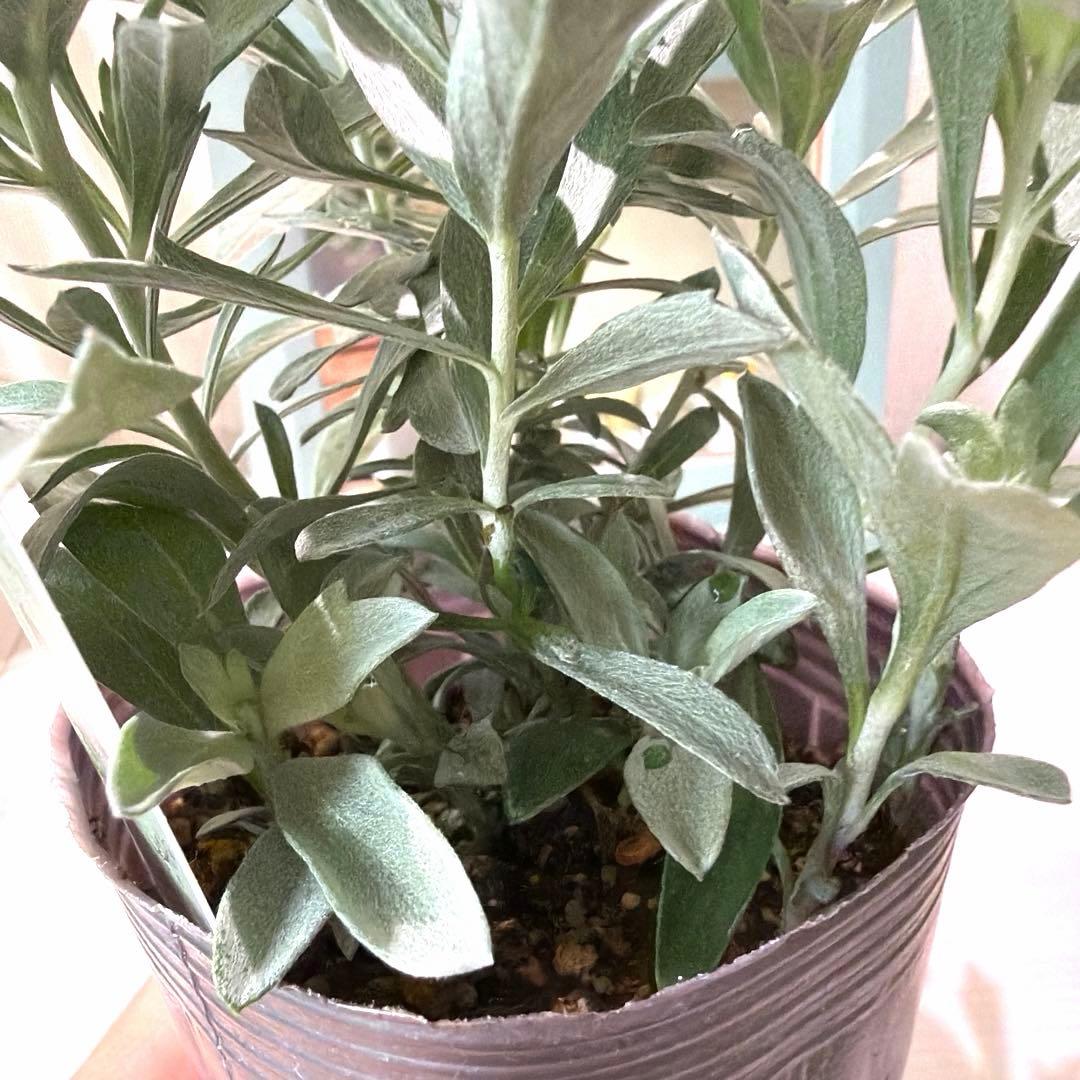 栄養系　アルテミシア　プレーリーセレクト　ロングポット苗《10/9》