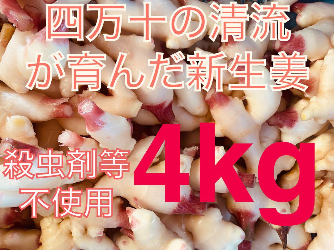 高知県四万十市産　新生姜　A品4kg