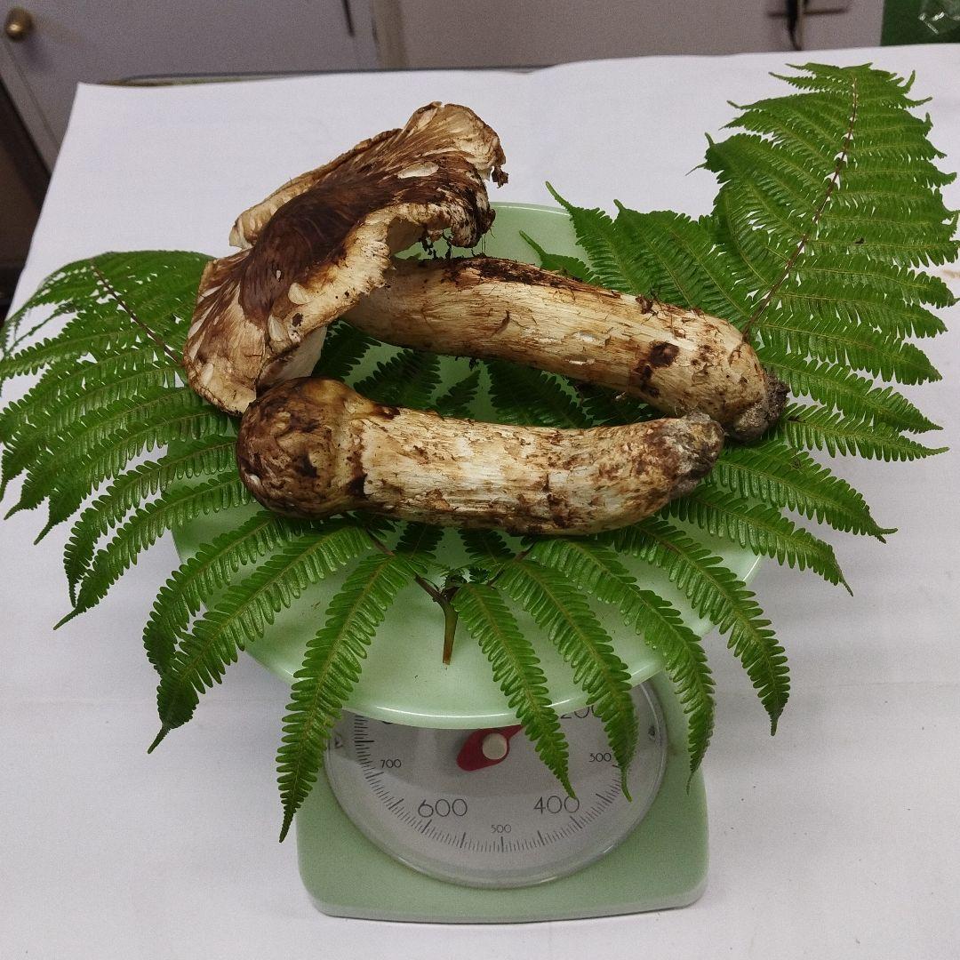 広島県産松茸 広島県産松茸