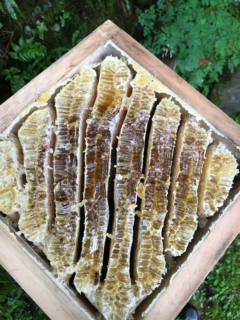 日本ミツバチ純粋100%蜂蜜  600g×２本