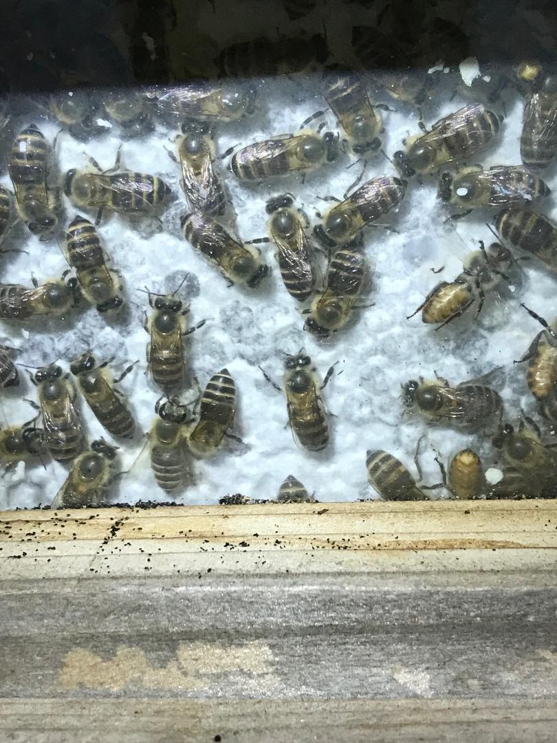 日本ミツバチ純粋100%蜂蜜  600g×２本