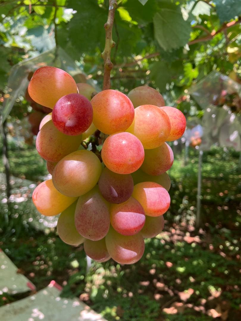 サンシャインレッド2k箱(3~4房入)【正味1.5k以上】