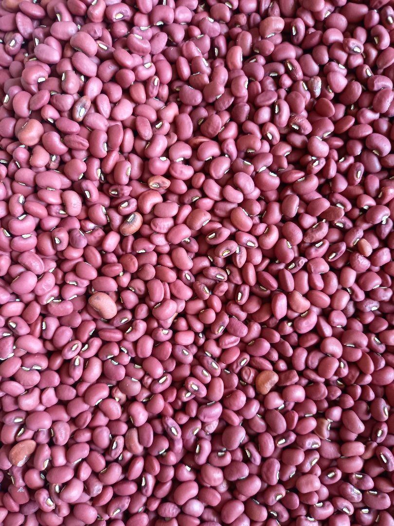 ささげ豆 国内産 5kg