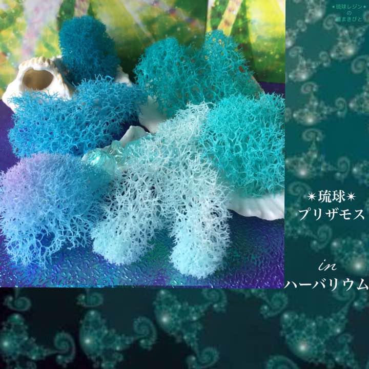Kamaka新製品 ✴︎琉球プリザモス in ハーバリウム フィンランドモス オフクーポン付|フラワー/ガーデン - rustavi.gov.ge Kamaka新製品 ✴︎琉球プリザモス in ハーバリウム フィンランドモス オフクーポン付|フラワー/ガーデン - rustavi.gov.ge
