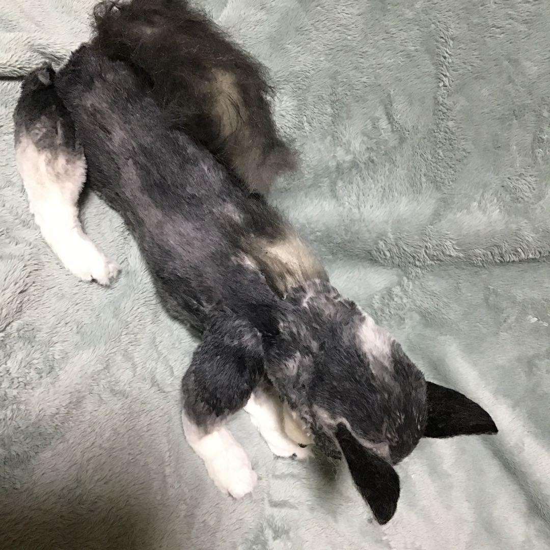 オーダーメイドわんこちゃんリアルぬいぐるみ 未使用 犬 - メルカリ