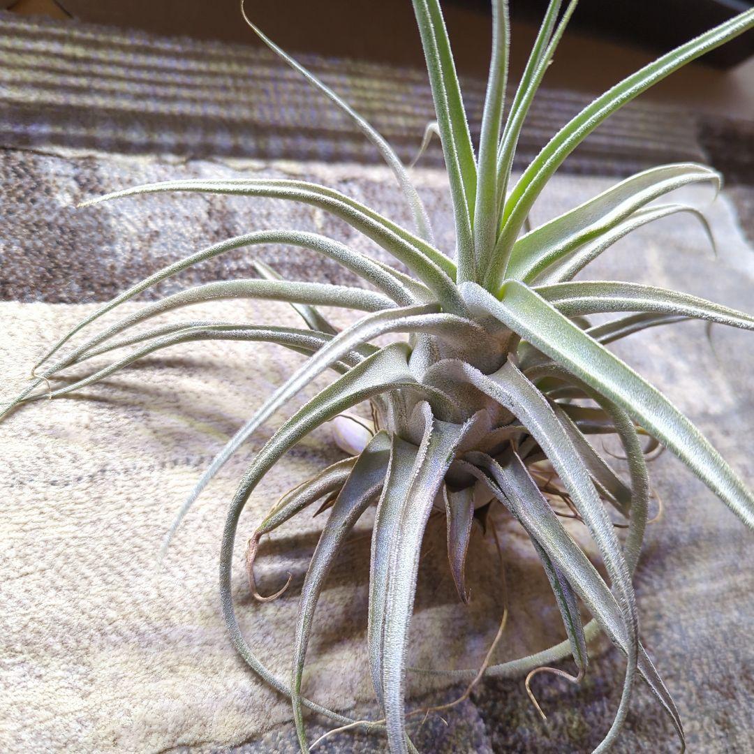 ブロメリア・エアープランツ T. Lucille (ehlersiana x streptophylla)