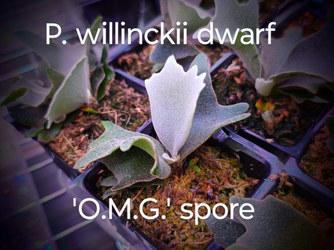 P.willinckii OMG 胞子培養苗 dwarf O.M.G ビカクシダ P.willinckii OMG 胞子培養苗 dwarf O.M.G ビカクシダ