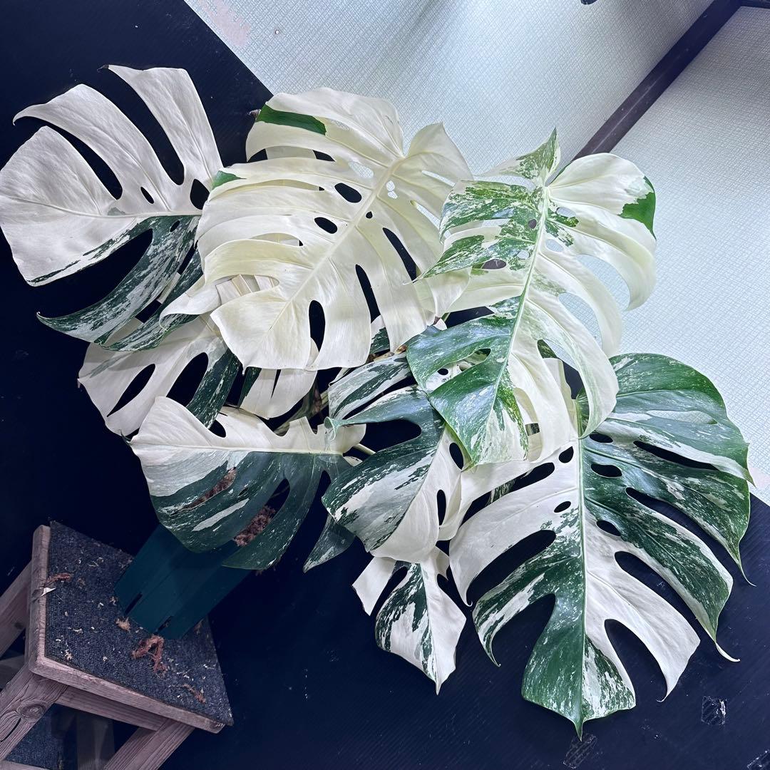 斑入りモンステラ ホワイトタイガー極美大株85cm白斑多レア