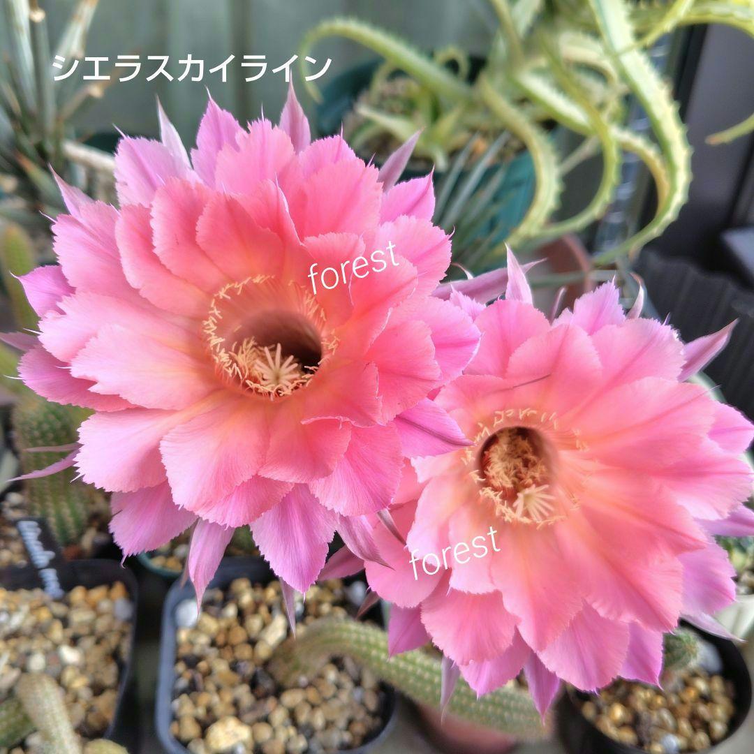 C花サボテン 8種セット - メルカリ