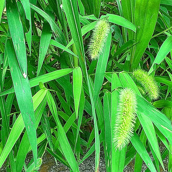 最大96%OFFクーポン 生牧草 イネ科の植物Mix 200g www.anavara.com 最大96%OFFクーポン 生牧草 イネ科の植物Mix 200g www.anavara.com