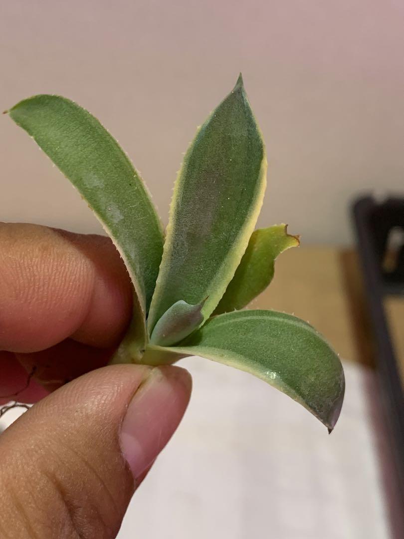 【はる】パリー トランカータ オリザバ Agave Parryi Truncata 'Orizaba' - アガベ パリー トランカタ