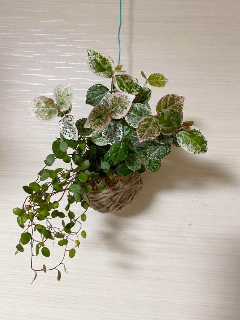 在庫有 可愛い ハツユキカズラ 初雪カズラ ワイヤープランツ 寄せ植え苔玉 ハンギング 安いそれに目立つ