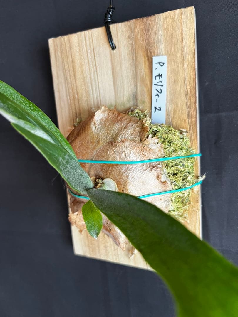 ビカクシダ モリフィー2目立った傷や汚れなし YUZUMIYA_COM