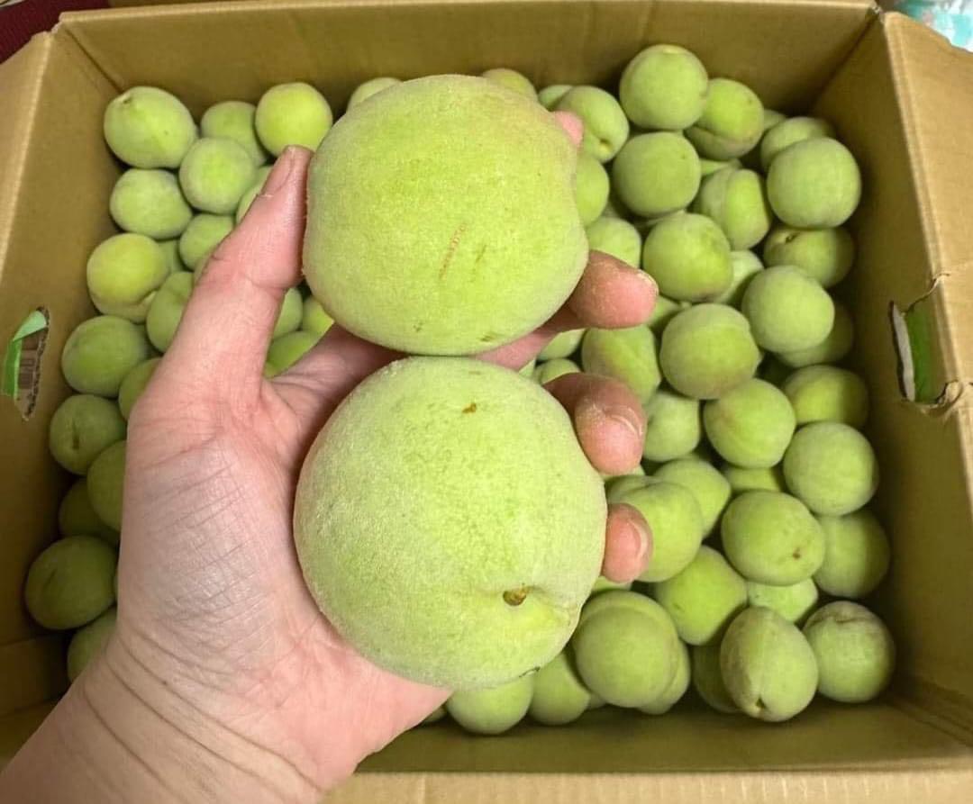 摘果桃 26キロ