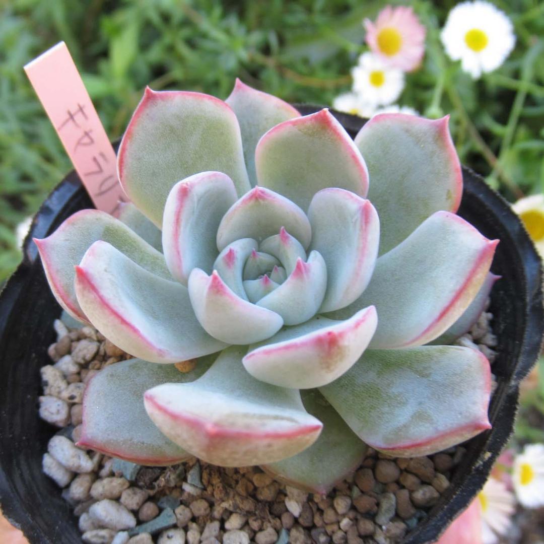 多肉植物 エケベリア キャラリアン 抜き苗 葉挿しっ子 - メルカリ