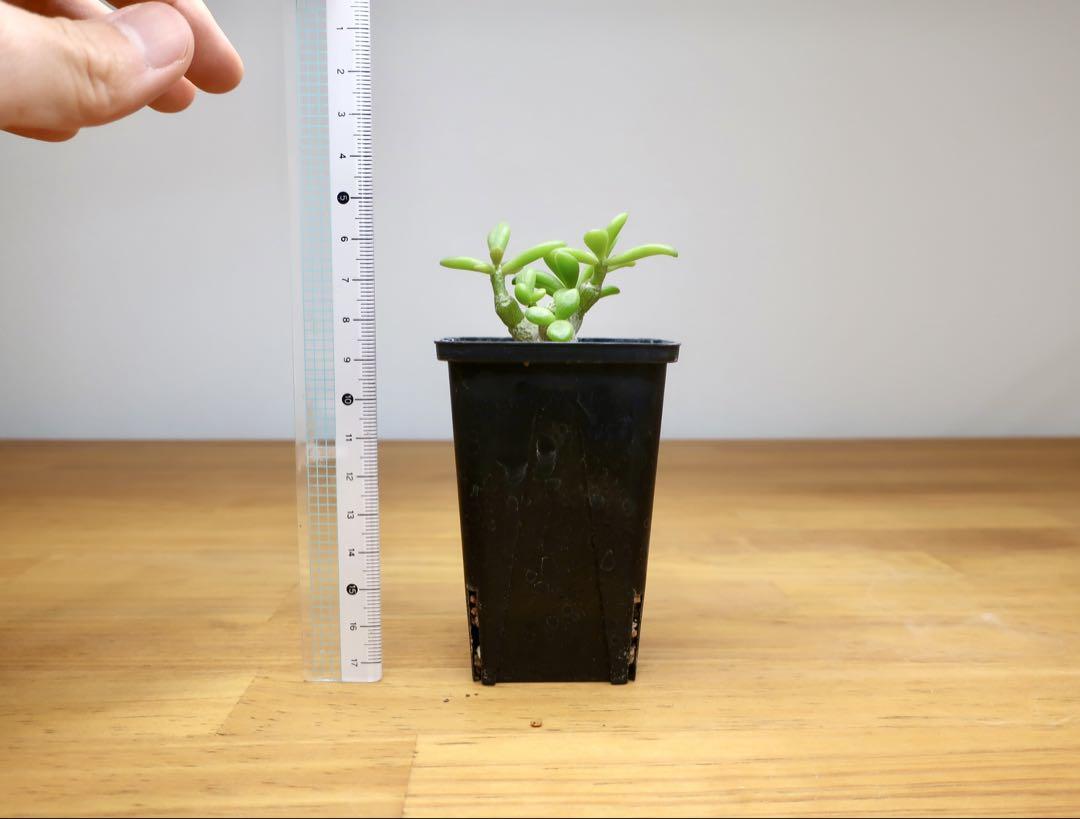 発根済