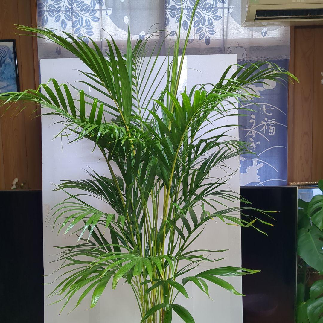 アレカヤシ。観葉植物。鉢ごと無料で発送致します。