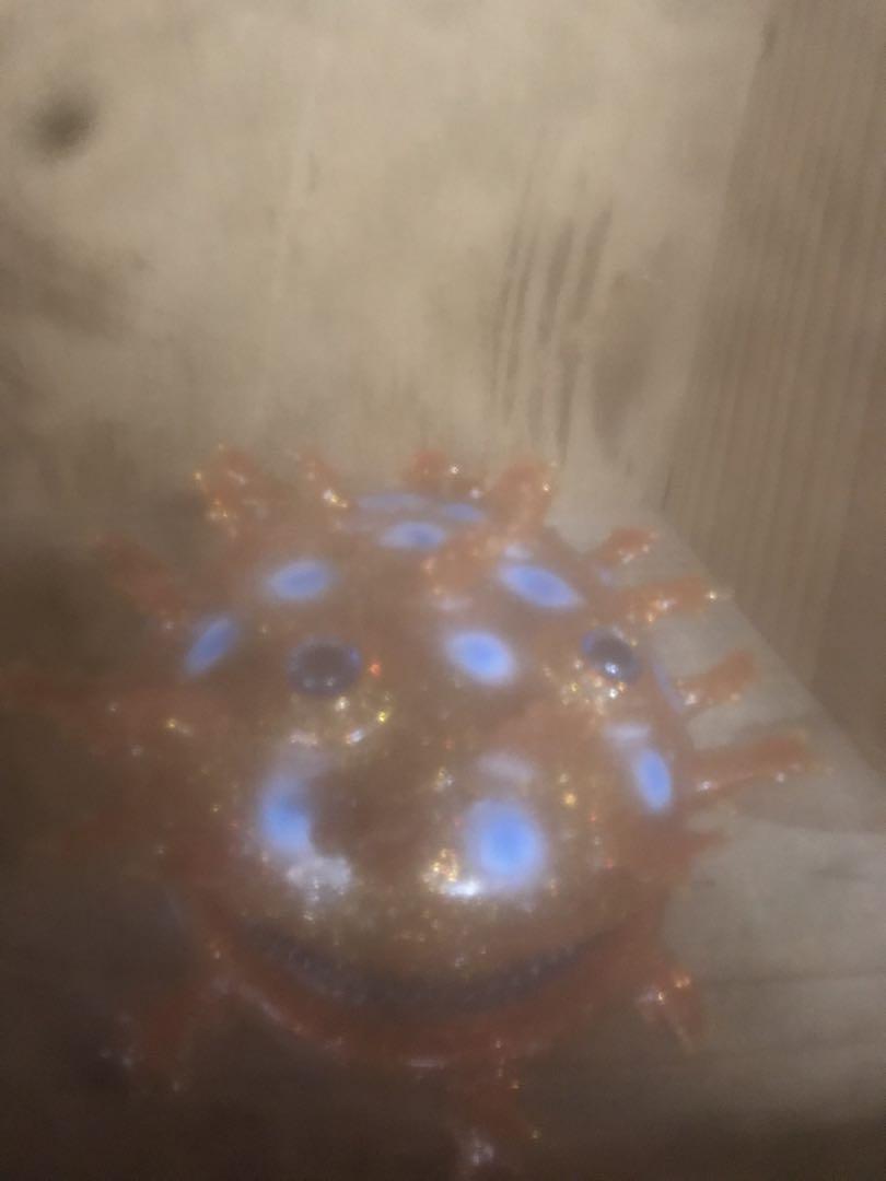 マーミット　シーブロブ　ソフビ　世界の怪獣　パチ　オリジナル　シカルナ工房