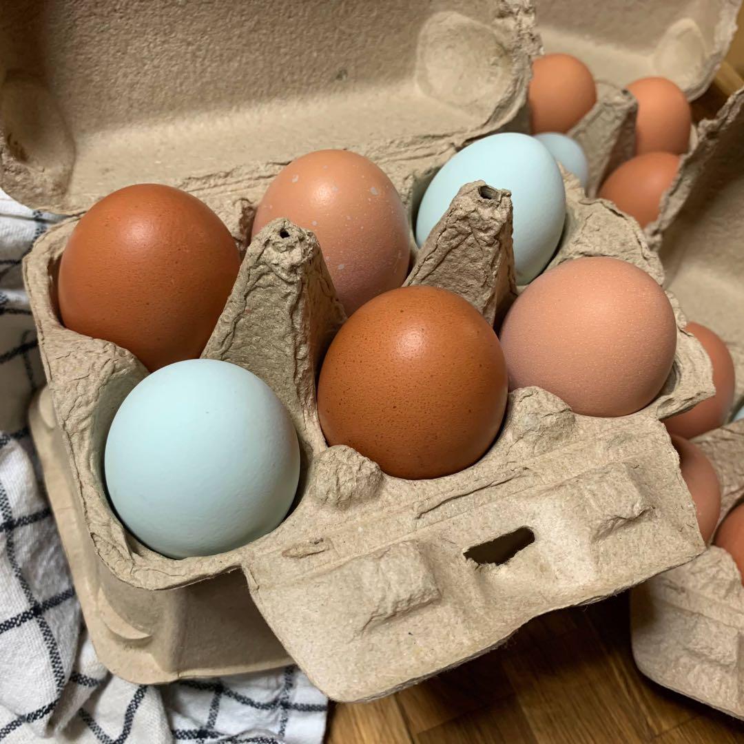 遊牧するにわとり達のたまご　洗った卵　72個　Nomadic Eggs