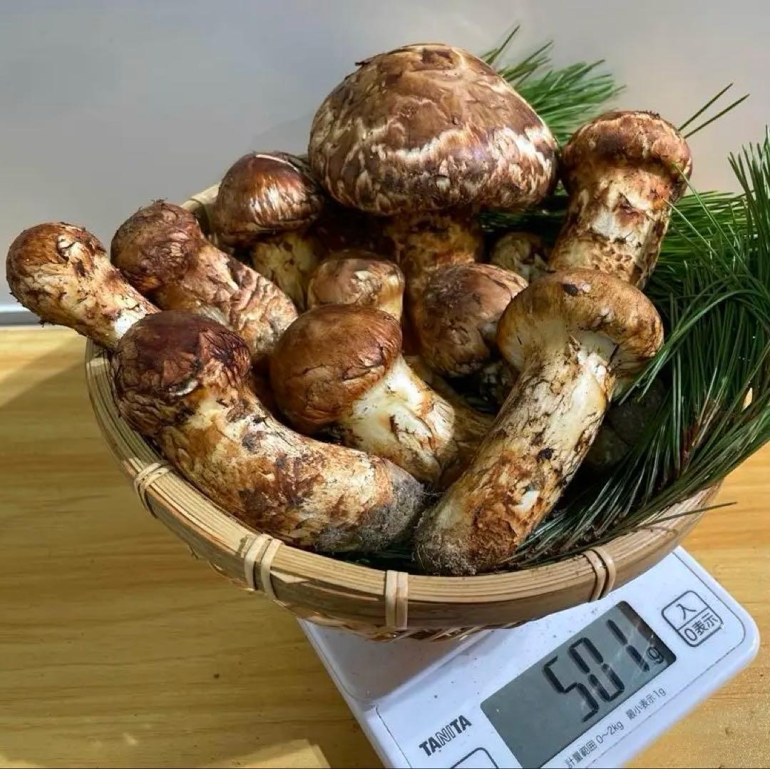 【本日発送】大人気　極上つぼみ１０本セット！岩手県産　松茸　大満足の500g