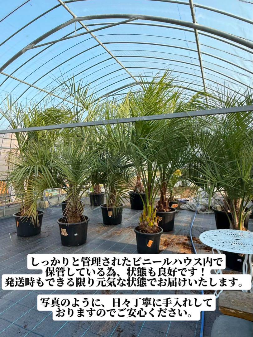 青*♪様 ココスヤシ　シルバーリーフ葉先100幹回り55cm 幹高15cm 【3 ココスヤシシルバーリーフ 【極太】葉先150cm 幹回り110cm 幹高