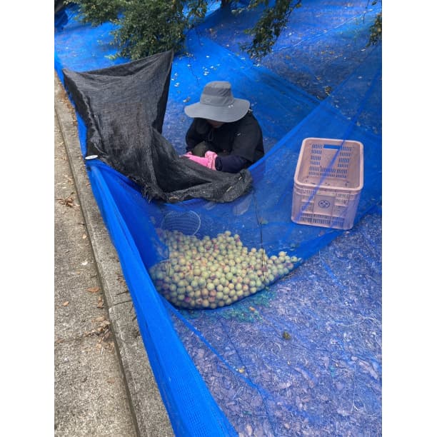 ●数量限定！ 紀州南高梅 樽 10000g 無添加 和歌山 紀州 白梅 230