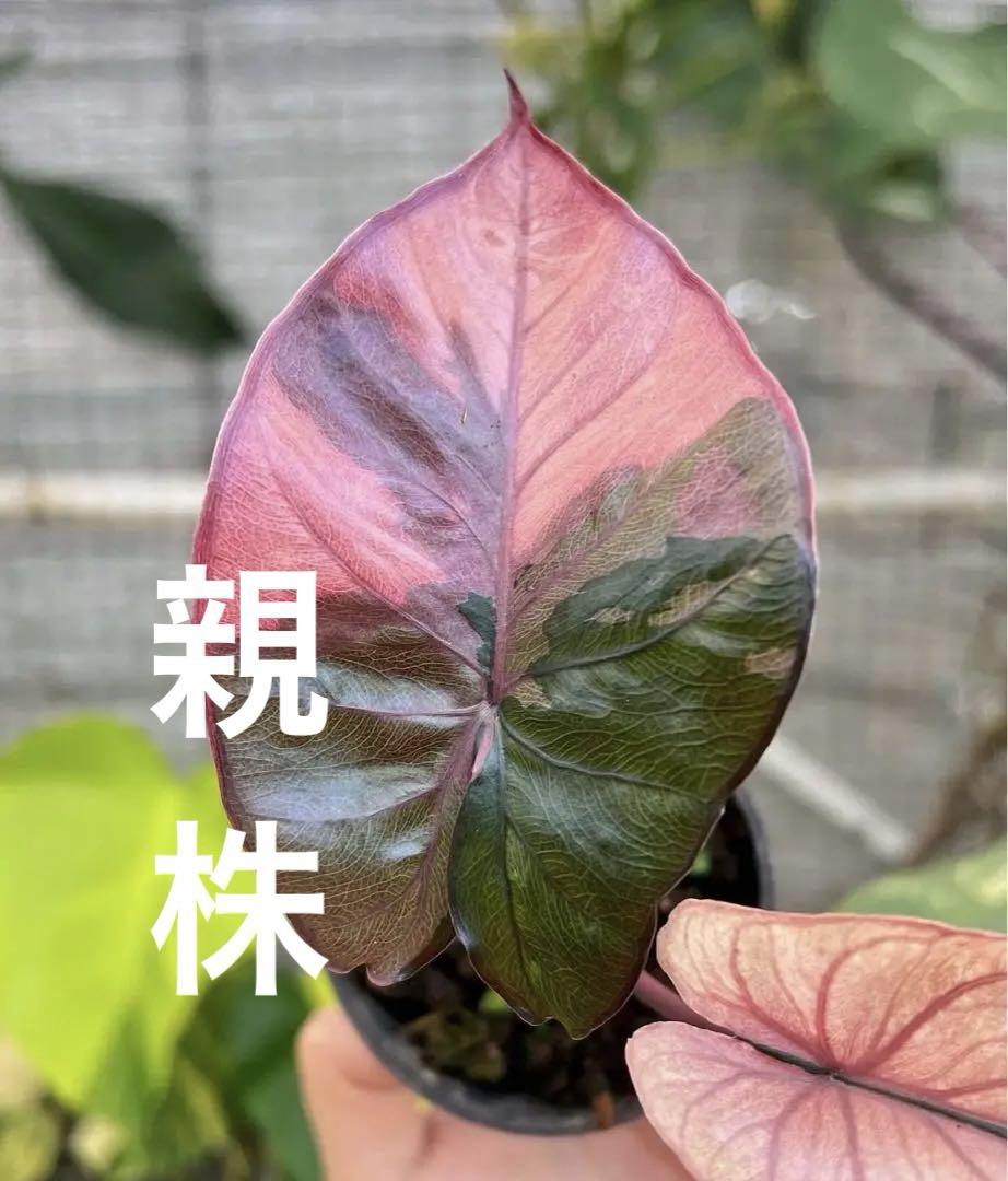 超希少本物 斑入り コロカシア　ピンク　セレンデイピテイ　モンステラ　クワスイモ
