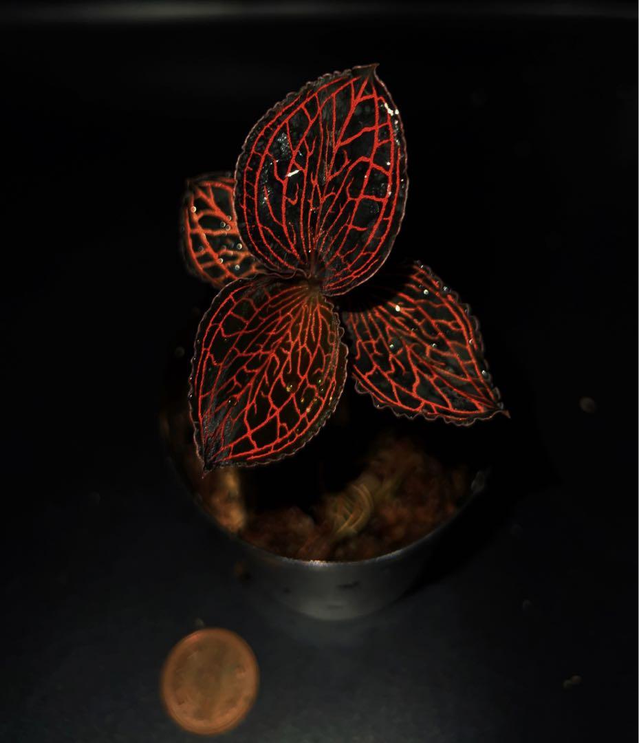 ジュエルオーキッド,Salmoneum Stardust NEW JUNGLE PLANTS 「ジュエルオーキッド」 | AQUA DESIGN AMANO