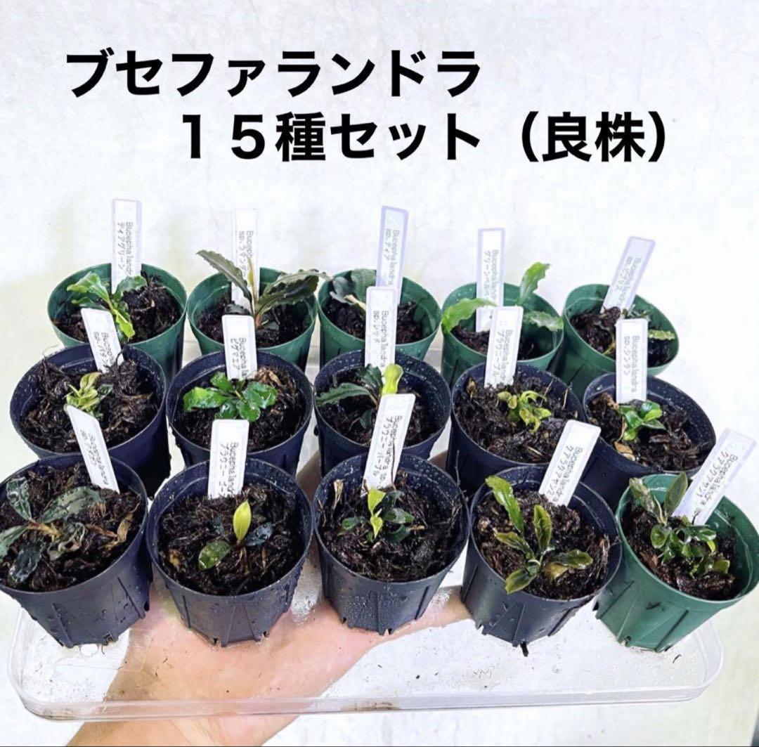 ◆特◆ブセファランドラSP.よりどり12セット（良株） #ブセさかな屋 クダカン