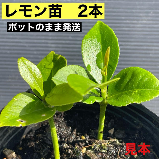 レモン苗木　【マイヤー】　農薬不使用　アゲハ蝶餌　ポットごとメルカリ便発送 レモン苗木 【マイヤー】 農薬不使用 アゲハ蝶餌 ポットごと