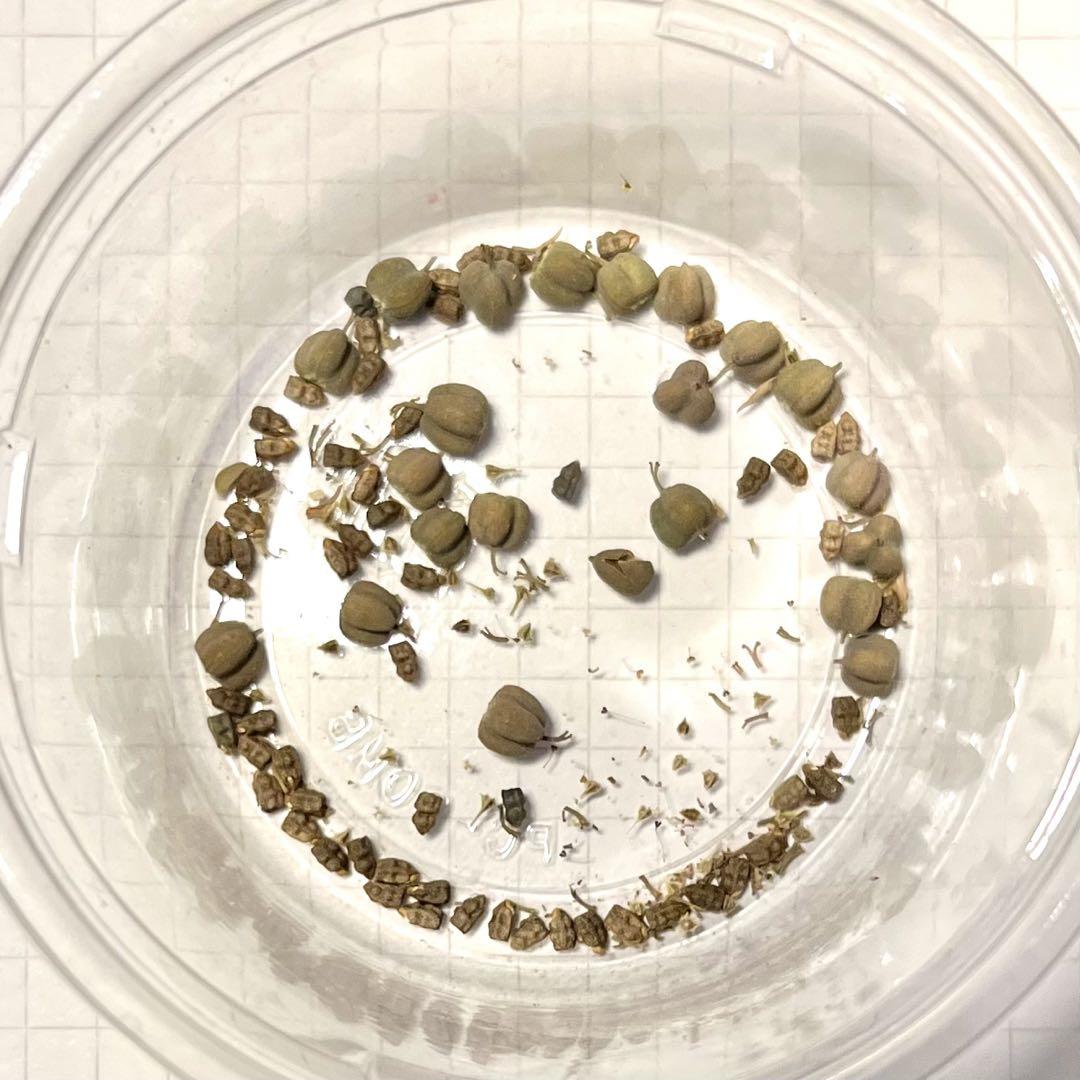 エチュベルクローサ　ユーフォルビア　種子　種7粒　　超新鮮　自家採取　塊根植物 m93992564947_1.jpg?1727100955