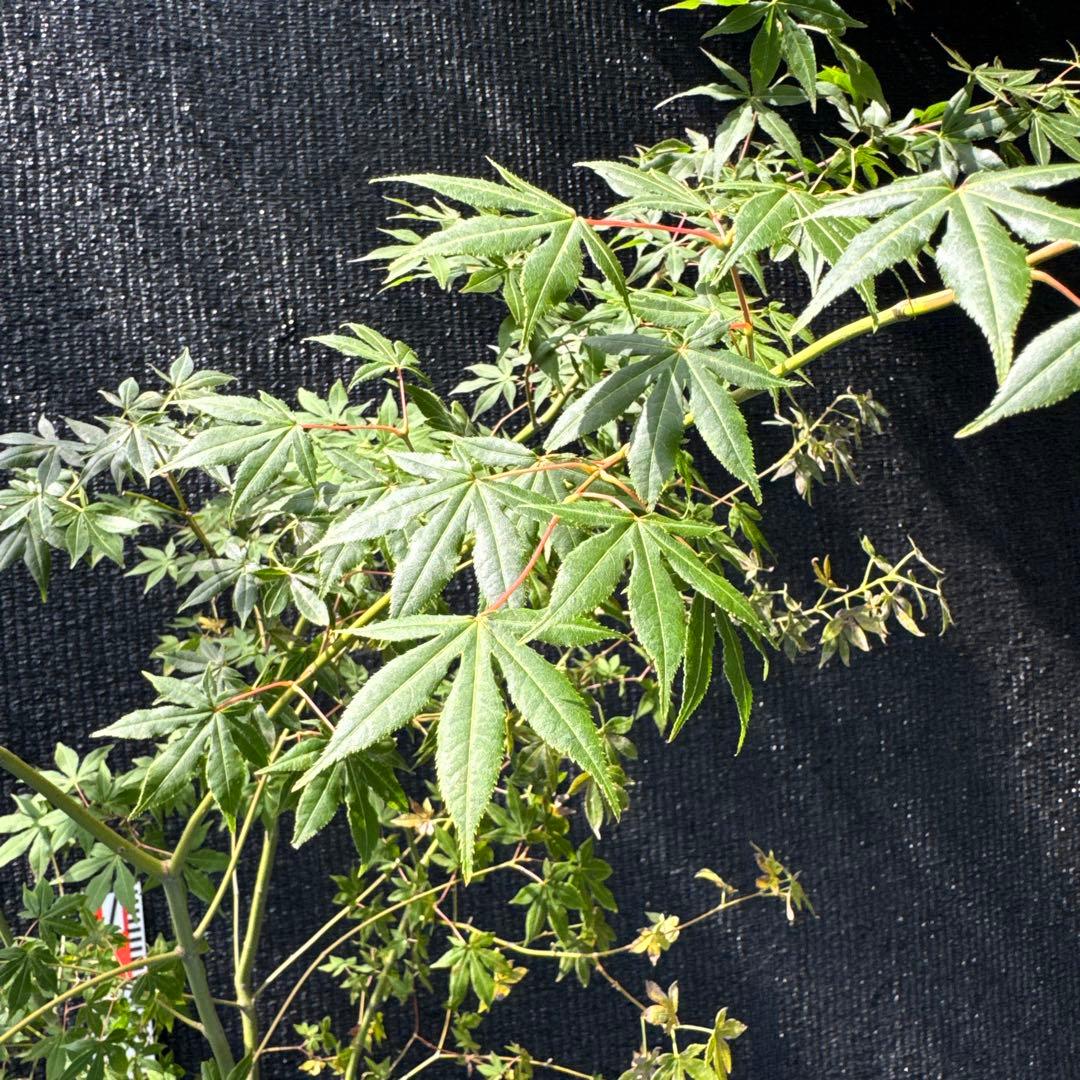 品番3412新品、♥